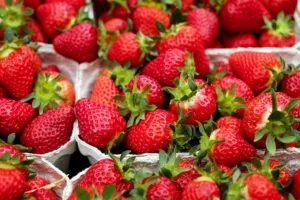 fraises de production françaises